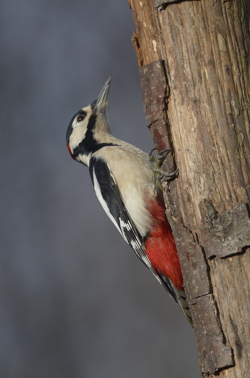 Picchio rosso maggiore